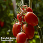 Tomato 'Nagina' F1 - Seeds