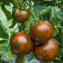 Tomato 'Purple Zebra' (Grafted)