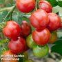 Tomato 'Red Alert' - Seeds