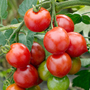 Tomato 'Red Alert' - Seeds