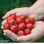 Tomato 'Romello' F1 Hybrid - Seeds
