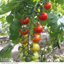 Tomato 'Rubylicious' - Seeds