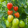 Tomato 'Sahel' F1 - Seeds
