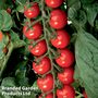 Tomato 'Sugar Gloss' F1 Hybrid (Grafted)