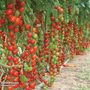 Tomato 'Suncherry Premium' F1 Hybrid - Seeds