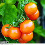 Tomato 'Sungold'