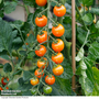 Tomato 'Sungold' F1 Hybrid - Seeds