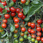 Tomato 'Sweet Million' F1 Hybrid - Seeds