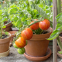 Tomato 'Tigerella' - Veg Saver Seeds