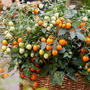 Tomato 'Tiny Temptations Orange'