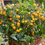 Tomato 'Tiny Temptations Yellow'