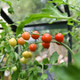 Tomato 'Toddler' F1 - Seeds