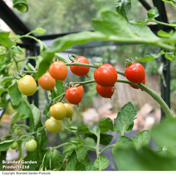 Tomato 'Toddler' F1 - Seeds