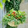 Tomato 'Tumbling Bella'