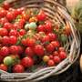 Tomato 'Tumbling Tom Red' - Seeds