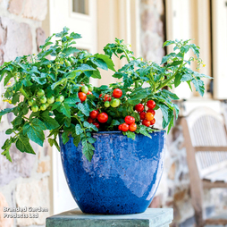 Tomato 'Veranda Red' F1 Hybrid - Seeds