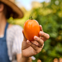 Tomato 'Vivacious' F1 - Seeds