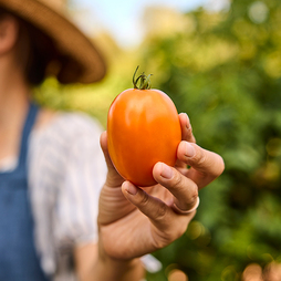 Tomato 'Vivacious' F1 - Seeds