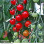Tomato 'Sweet Aperitif' - Seeds