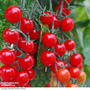 Tomato 'Sweet Aperitif'