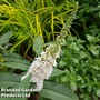 Buddleja Butterfly Towers White