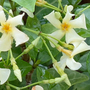 Trachelospermum asiaticum 'Chilli and Vanilla'