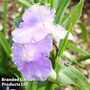 Tradescantia 'Charlotte'