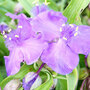 Tradescantia J C Weguelin