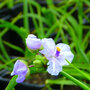 Tradescantia Little Doll