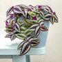 Tradescantia 'Pink Joy'