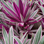 Tradescantia spathacea 'Sitara'