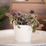 Tradescantia 'Nanouk'