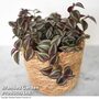 Tradescantia Purple Passion