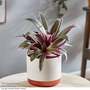 Tradescantia spathacea 'Sitara'
