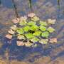 Trapa natans (Floating aquatic)