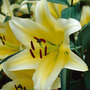 Tree Lily 'Yellow Rocket'