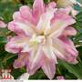 Tree Lily 'Monet'