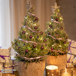 Lavender Christmas Tree - Gift