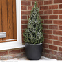 Picea perfecta (Potted Christmas Tree) - Gift
