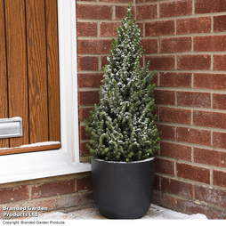 Picea perfecta (Potted Christmas Tree) - Gift