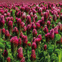 Green Manure 'Crimson Clover' - Seeds