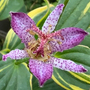 Tricyrtis formosana 'Autumn Glow'