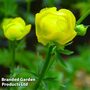 Trollius europaeus Lemon Queen