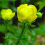 Trollius europaeus 'Lemon Queen'