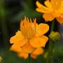 Trollius chinensis 'Golden Queen'