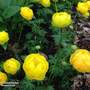Trollius europaeus 'Lemon Queen'