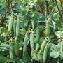Pea 'Kelvedon Wonder' - Start-A-Garden? Seed Range