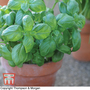 Basil 'Sweet Green' - Start-A-Garden? Seed Range