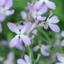 Stock 'Night Scented' - Start-A-Garden? Seed Range
