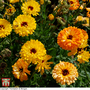 Calendula 'Art Shades' - Seeds